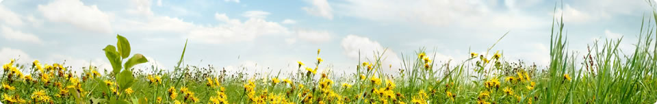 Orite banner - Flowers